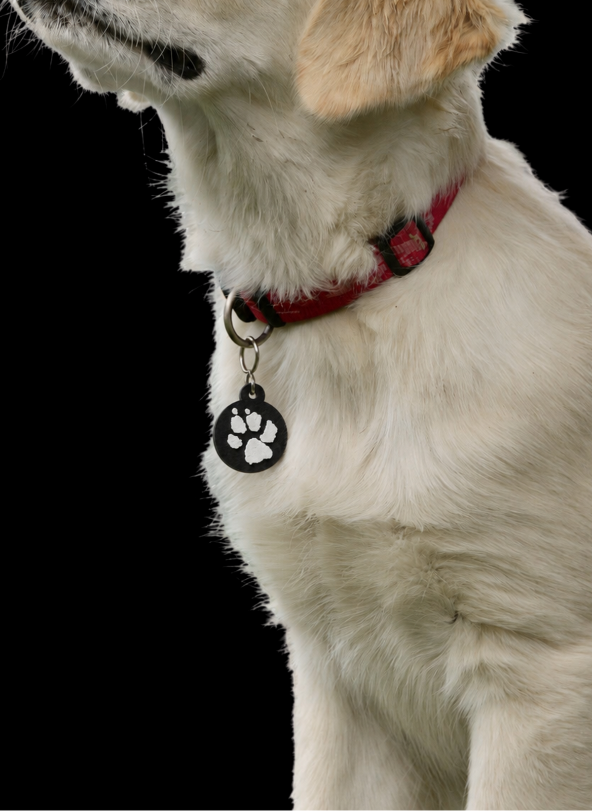Chip Black Paw en collar